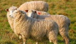 羊了个羊娱乐最新爆料,揭秘游戏背后的秘密与惊喜